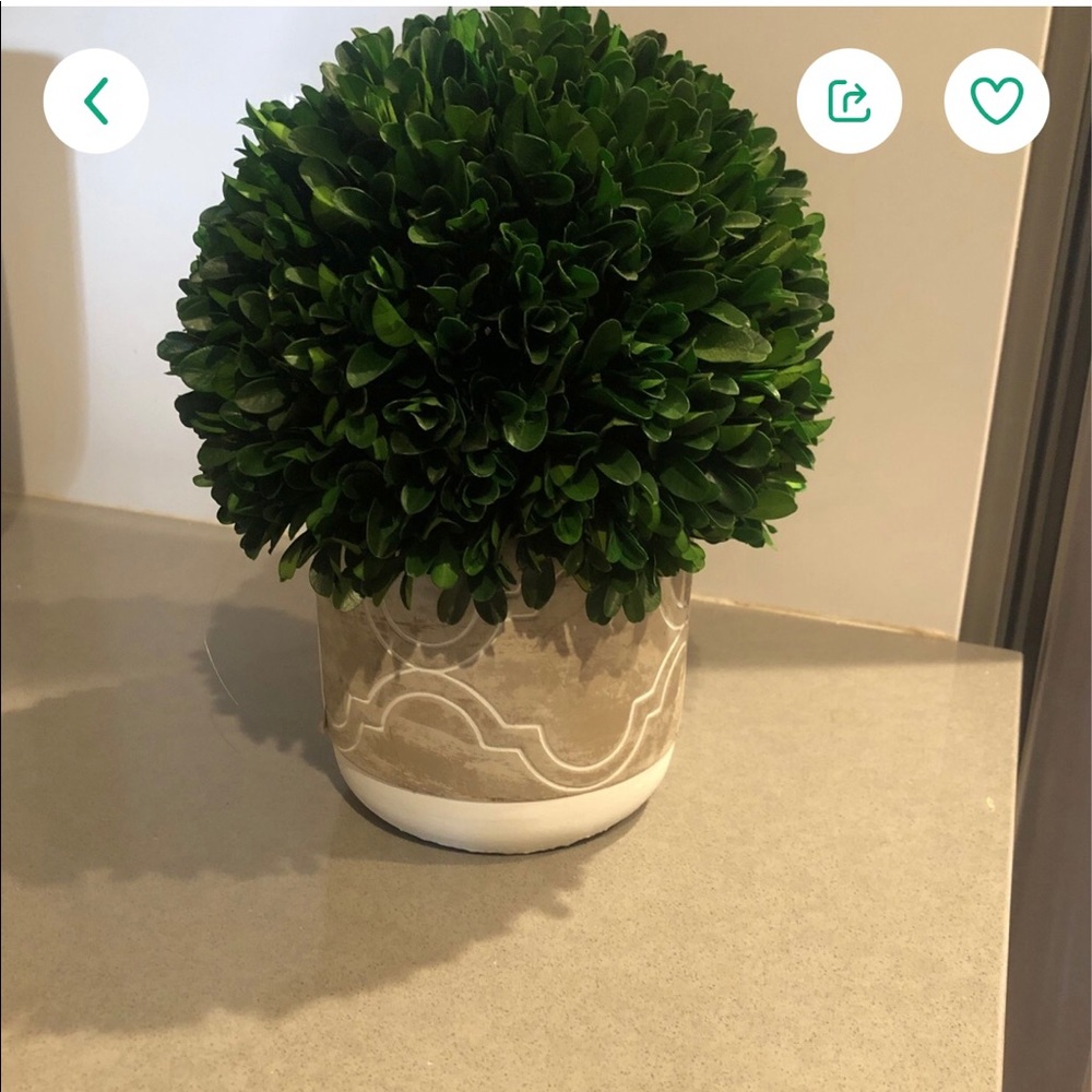 Dried boxwood topiary - Picture 2 of 2